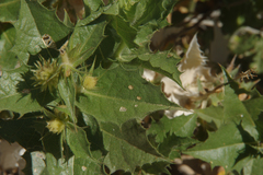 Ambrosia ilicifolia