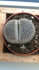 Lithops