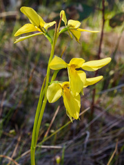 Diuris chryseopsis