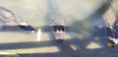 Alligator