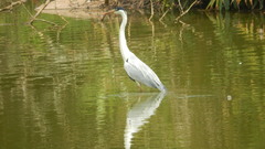 Ardea cocoi