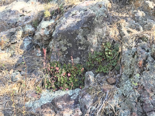 Dudleya pauciflora