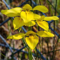 Diuris chryseopsis