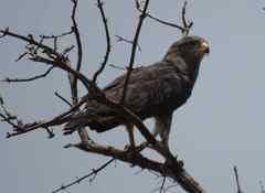 Circaetus cinerascens