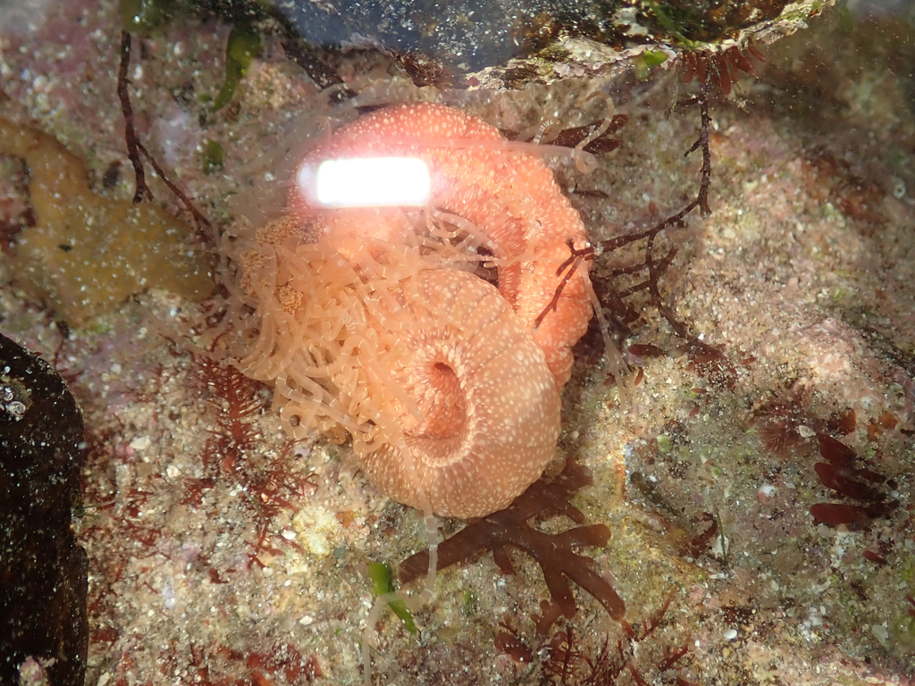 strawberry worm