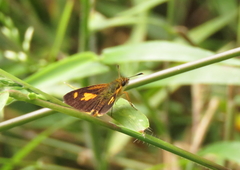 Dalla lethaea