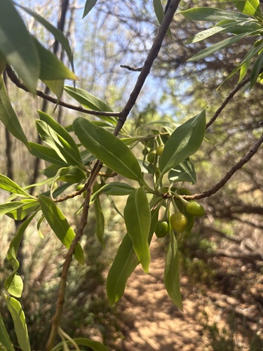 Bontia daphnoides, photograph 4