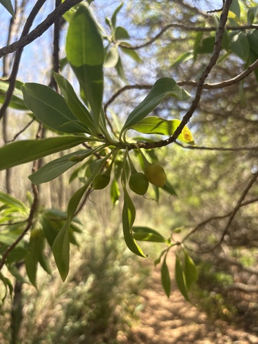 Bontia daphnoides, photograph 5
