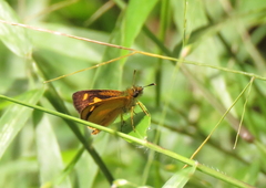 Dalla lethaea
