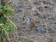 Euxerus erythropus