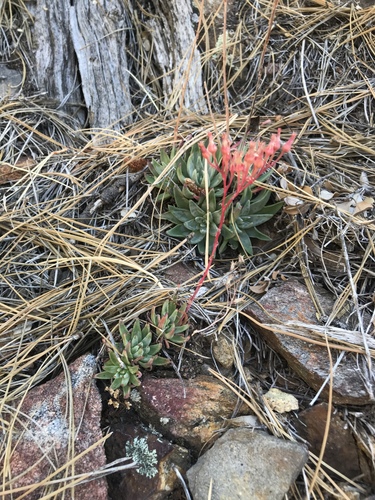Dudleya pauciflora