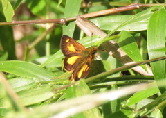 Dalla lethaea