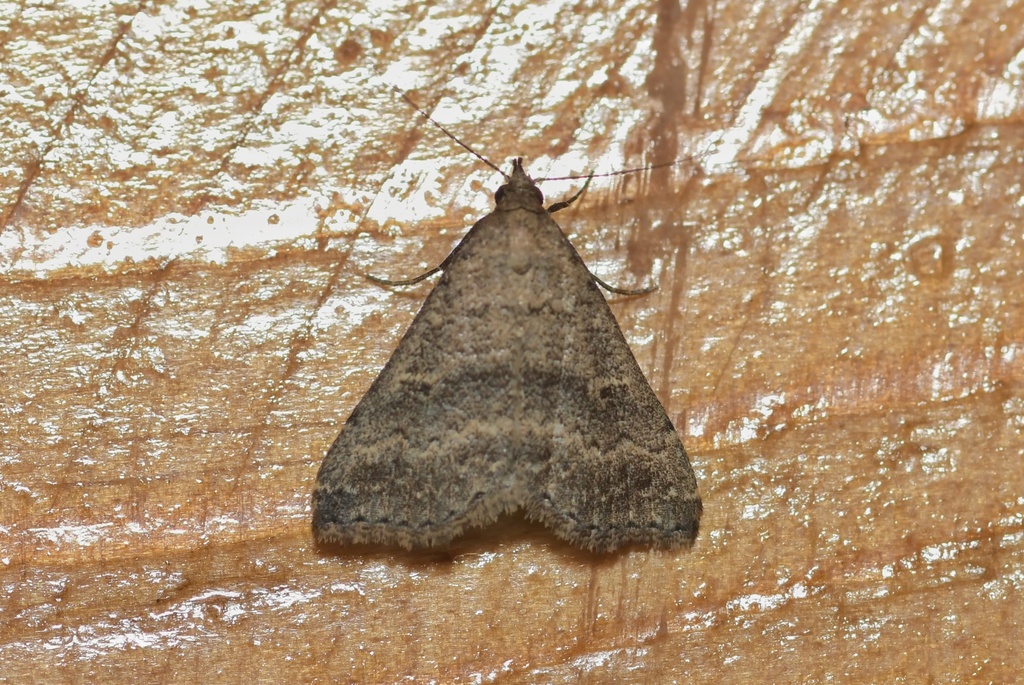 Tetanolita nolualis