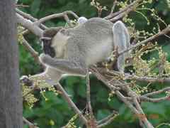 Chlorocebus tantalus