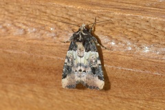 Bryolymnia bicon
