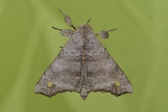 Olceclostera magniplaga