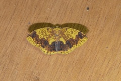 Melinodes fulvitincta