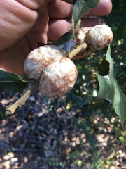 Striatoandricus aciculatus