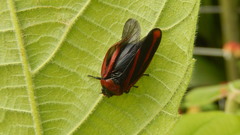 Tomaspis furcata