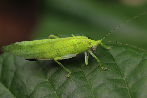 Stenampyx annulicornis