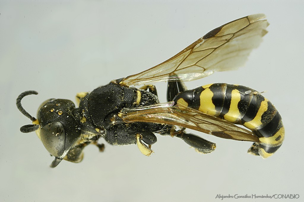 Crabro alpestris