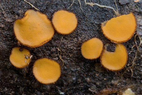 Scutellinia sp. 'NC01'