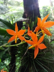 Prosthechea vitellina