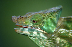 Parson's Chameleon photo 2