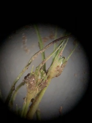 Fimbristylis vahlii