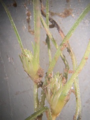 Fimbristylis vahlii