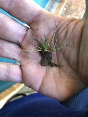 Fimbristylis vahlii