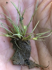 Fimbristylis vahlii