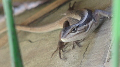 Liolaemus schroederi