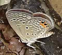 Freyeria trochylus
