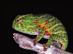 Parson's Chameleon photo 3