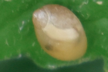 Succinea retusa, 2025-08-05