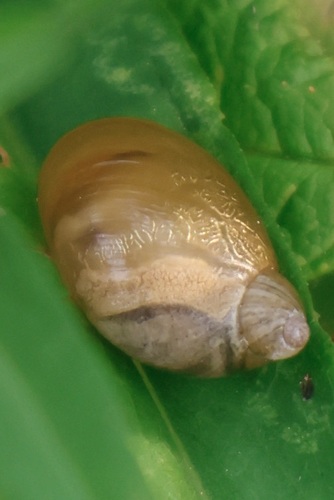 Succinea retusa, 2025-08-05