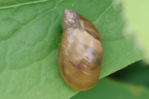 Succinea retusa, 2025-08-05