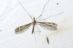 Tipula caloptera