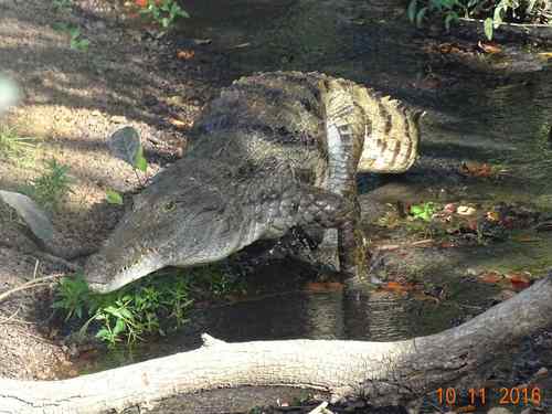 West African Crocodile