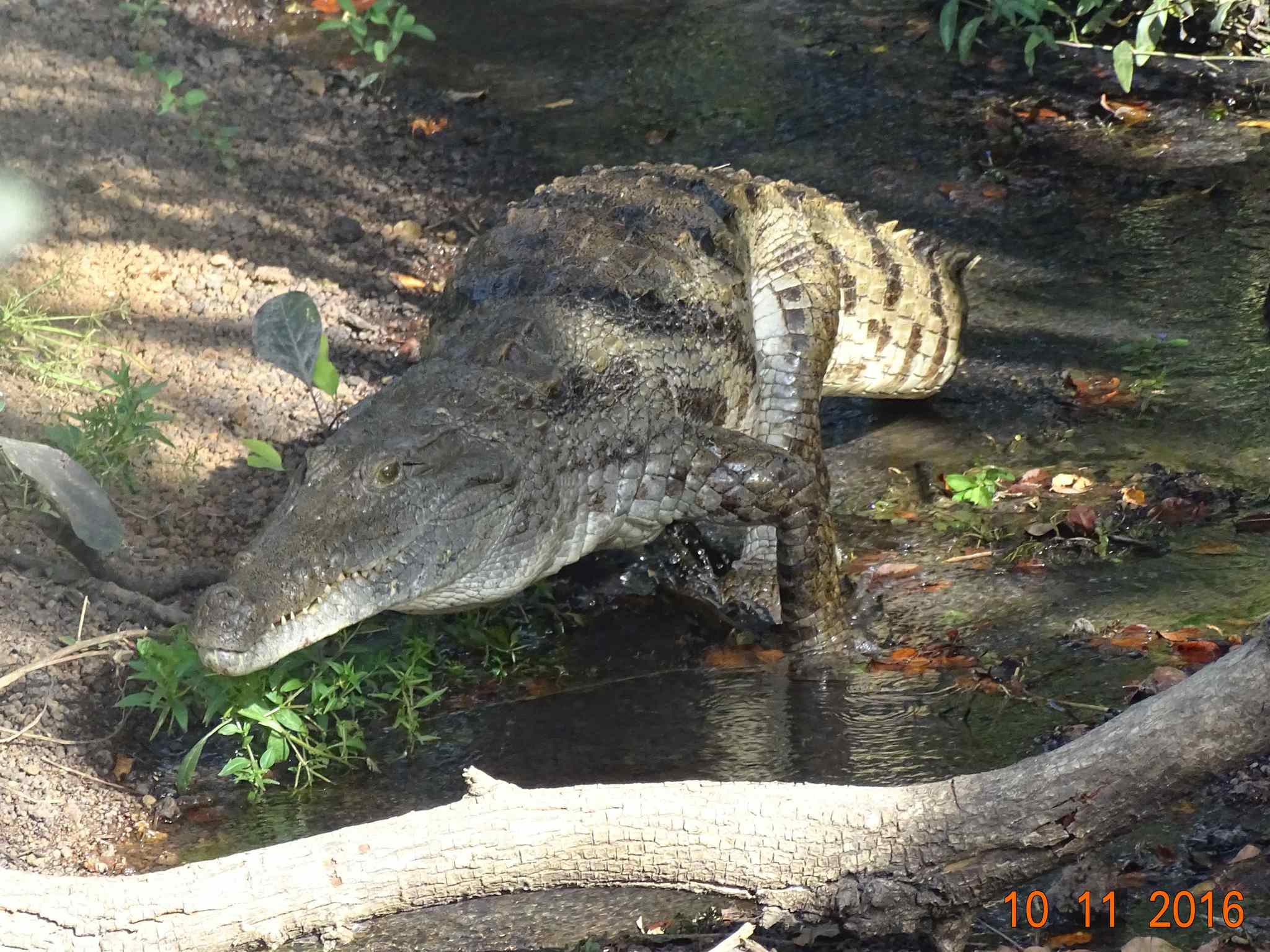 Cocodrilo del Desierto (Crocodylus suchus) · iNaturalist Ecuador