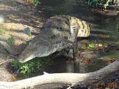Crocodylus suchus