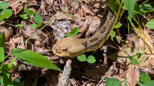 Timber Rattlesnake photographed in Indiana