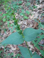 Spigelia marilandica