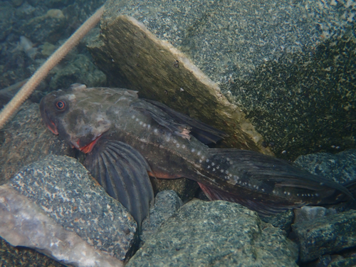 Fourhorn sculpin (Myoxocephalus quadricornis) — Cottidae — 5