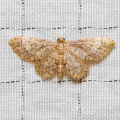 Idaea celtima