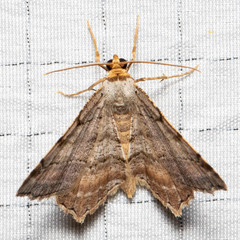 Macaria multilineata