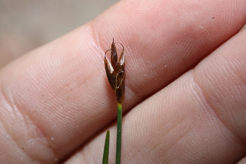 Red Bulrush (Blysmus rufus)
