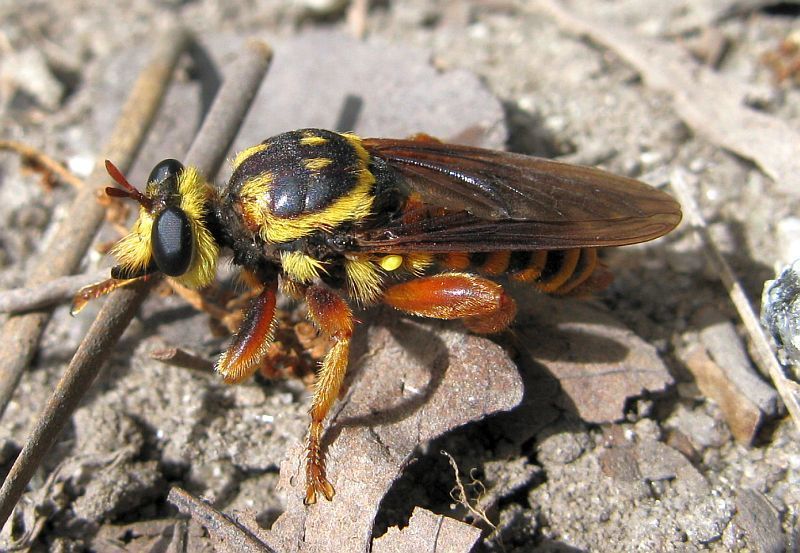 Painted Laphria