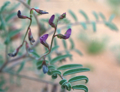 Astragalus insularis